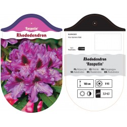 Rhododendron 'Rasputin'...