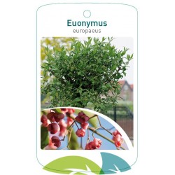 Euonymus europaeus FMTLL0489