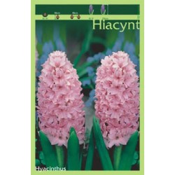 Hyacinthus różowy FP117
