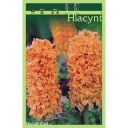 Hyacinthus pomarańczowy FP116