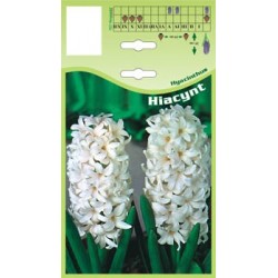 Hyacinthus biały FP009