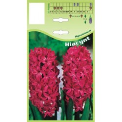 Hyacinthus czerwony FP008