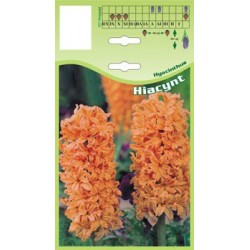 Hyacinthus pomarańczowy FP006