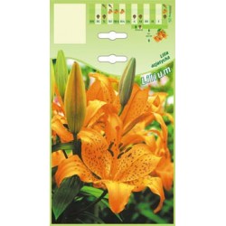 Lilium asiatic orange FP017