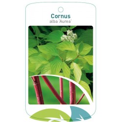 Cornus alba 'Aurea' FMTLL1742
