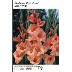 Gladiolus 'Peter Pears' FP126