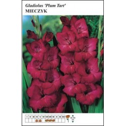 Gladiolus 'Plum Tart' FP127