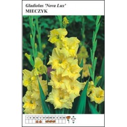 Gladiolus 'Nova Lux' FP125