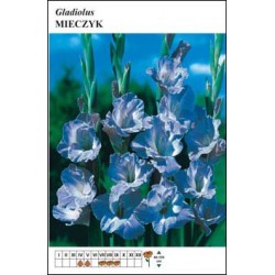 Gladiolus blue FP122
