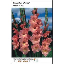 Gladiolus 'Praha' FP128
