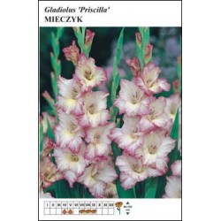 Gladiolus 'Priscilla' FP130
