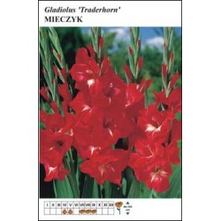 Gladiolus 'Traderhorn' FP132