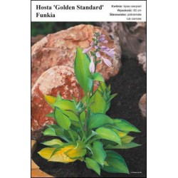 Hosta 'Golden Standard' FP137