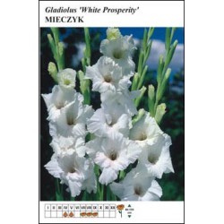 Gladiolus 'White...