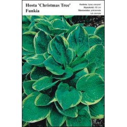 Hosta 'Christmas Tree' FP136