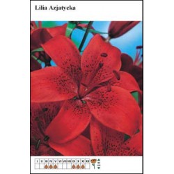 Lilium asiatic red FP156