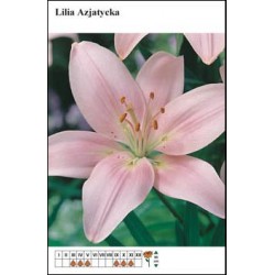 Lilium asiatic light pink...