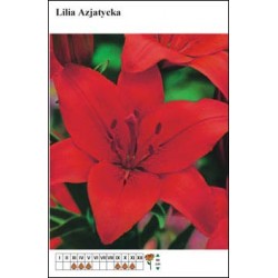 Lilium asiatic red FP155