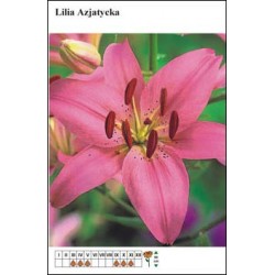Lilium asiatic pink FP152