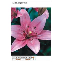 Lilium asiatic pink FP153