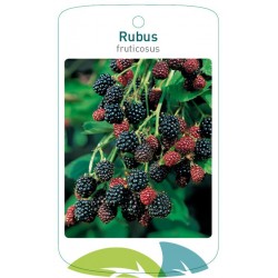 Rubus fruticosus FMTLL2289