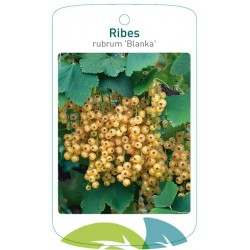 Ribes rubrum 'Blanka'...