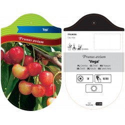 Prunus avium 'Vega' FPGLN0260