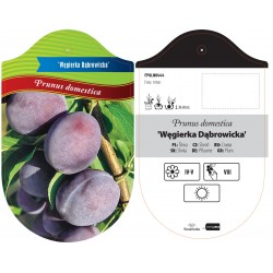 Prunus domestica 'Węgierka...