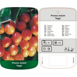 Prunus avium 'Vega' FPINT1652