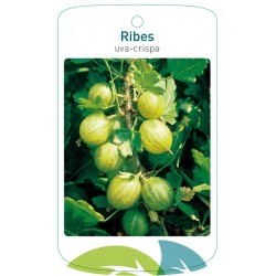 Ribes uva-crispa Agrest...