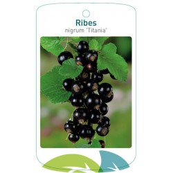 Ribes nigrum 'Titania'...