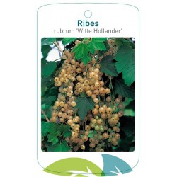 Ribes rubrum 'Witte...
