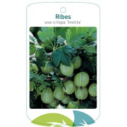 Ribes uva-crispa 'Invicta'...