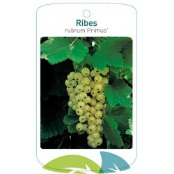 Ribes rubrum 'Primus'...