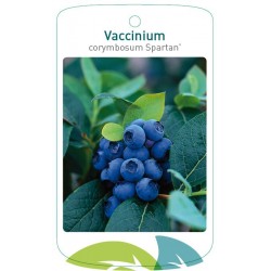 Vaccinium corymbosum...