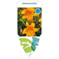 Hemerocallis orange FMPRL0149