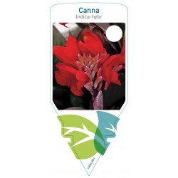 Canna indica-hybr. red,...
