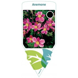 Anemone red FMPRL0759