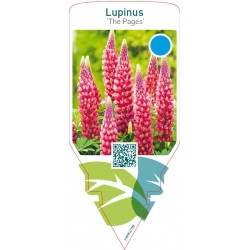 Lupinus 'The Pages' FMPRL0199