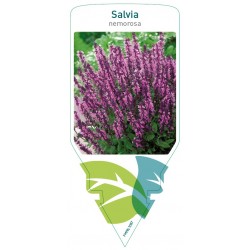 Salvia nemorosa pink FMPRL1087