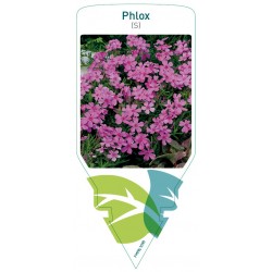 Phlox (S) pink FMPRL1090