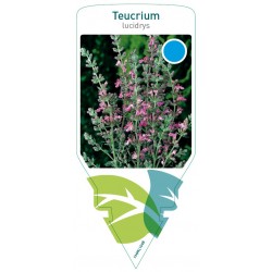 Teucrium lucidrys FMPRL1048