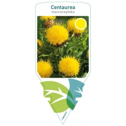 Centaurea macrocephala...