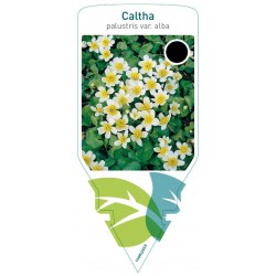 Caltha palustris var. alba...