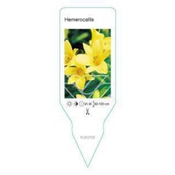 Hemerocallis (geel) FLSK0153