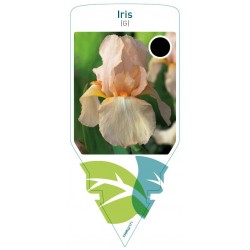 Iris (G) pink FMPRL0171