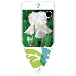 Iris (G) white FMPRL0172