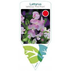 Lathyrus latifolius 'Pink...
