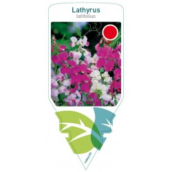 Lathyrus latifolius mix...