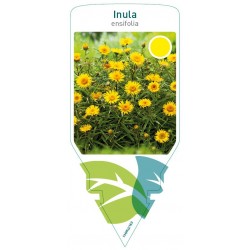 Inula ensifolia FMPRL0163